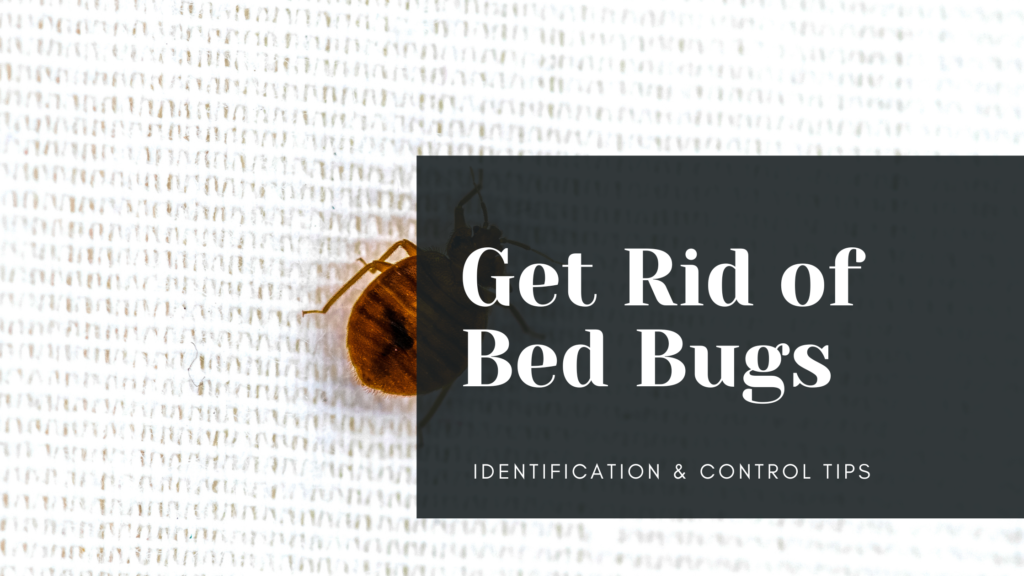 Get Rid of Bed Bugs